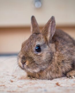 Cage à lapin
