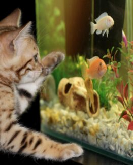 Aquarium