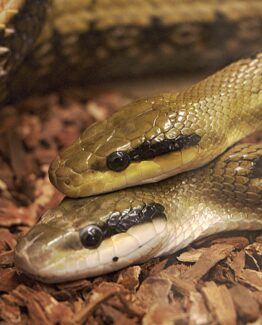 Vivarium