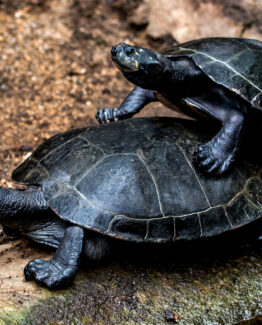 Terrarium tortue